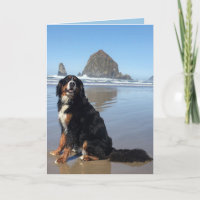 Bernese Mountain Dog Cannon Beach