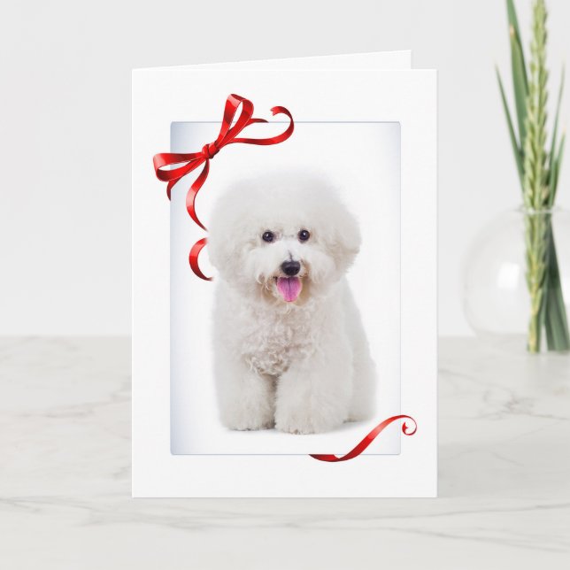 Cartão De Festividades Bichon Christmas Card (Frente)