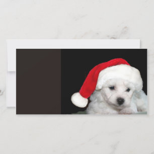 Cartão De Festividades Bichon Frise Christmas