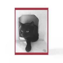 Black Cat Christmas Card