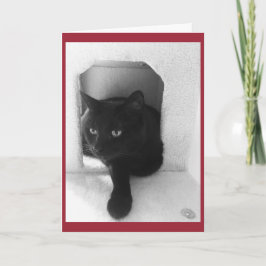 Cartão De Festividades Black Cat Christmas Card
