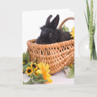 black rabbit