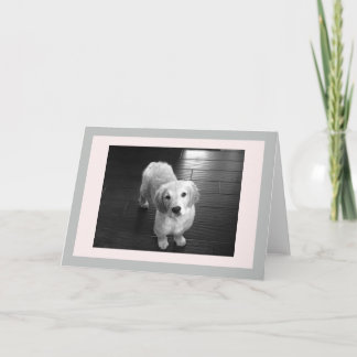 Cartão De Festividades Blank Golden Retriever Puppy Greeting Card