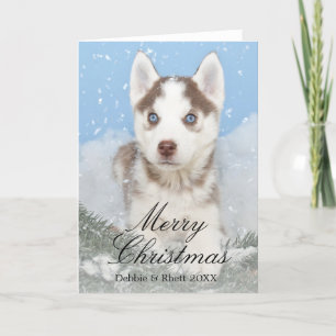 Cartão De Festividades Blue eyed husky puppy sitting in snow