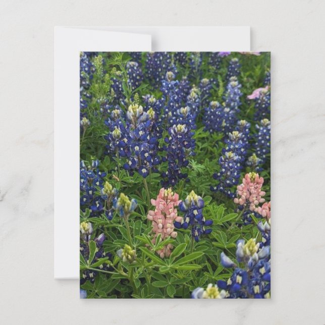 Cartão De Festividades Bluebonnets e Snapdragons (Frente)