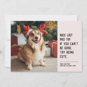 Cartão De Festividades Boa lista foto engraçada de Natal de animal de est