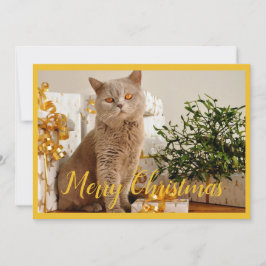 Cartão De Festividades Boas Festas de Natal Foto do Gato Saudação de Nata