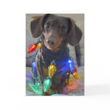 Bobo Dachshund enredado em Luzes de Natal