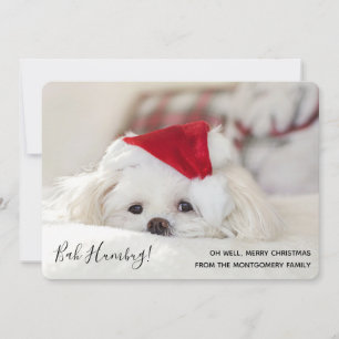 Cartão De Festividades Bonito cachorro branco engraçado Natal Bah Humbug