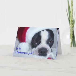 Cartão De Festividades Boston Terrier Christmas Card
