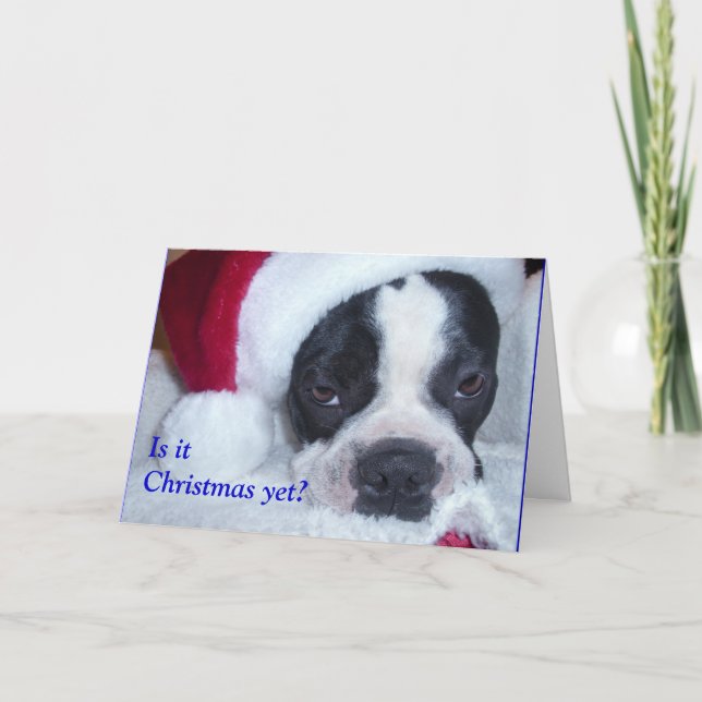 Cartão De Festividades Boston Terrier Christmas Card (Frente)