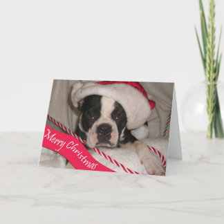 Cartão De Festividades Boston Terrier Christmas Card