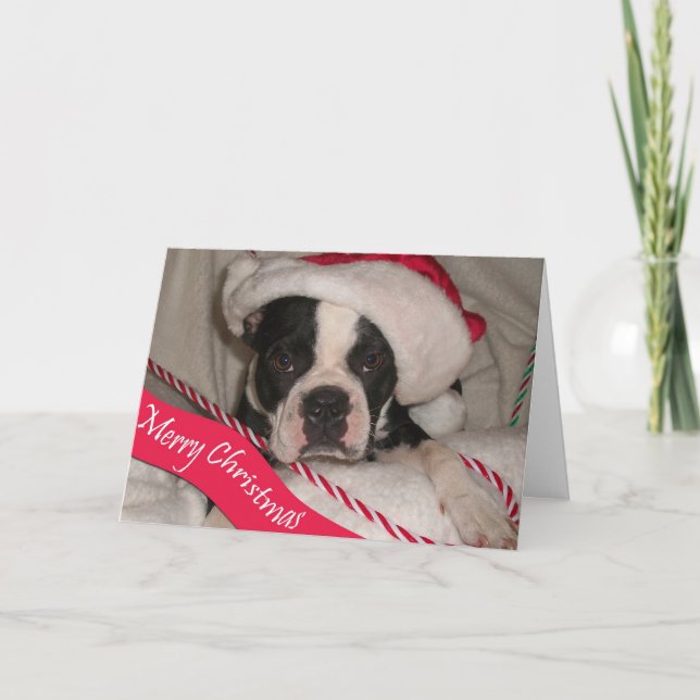 Cartão De Festividades Boston Terrier Christmas Card (Frente)