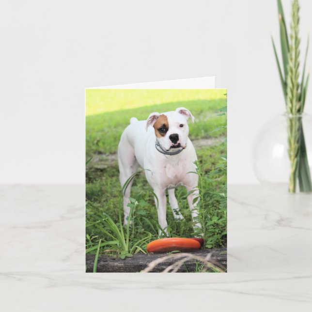 Cartão De Festividades Boxer (Frente)