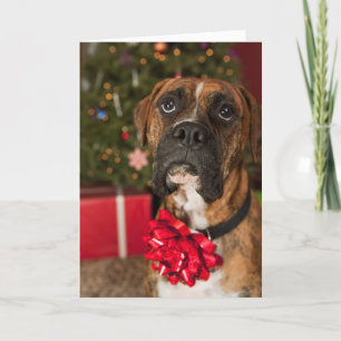 Cartão De Festividades Boxer com arco no pescoço