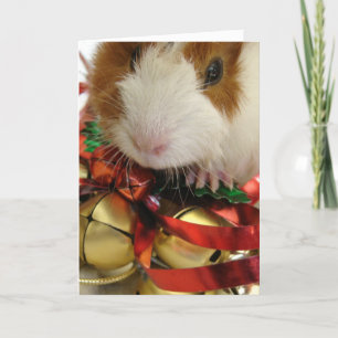 Cartão De Festividades Brown and White Baby Guinea Pig With Bells