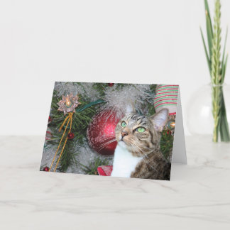 Cartão De Festividades Brown tabby with white Christmas