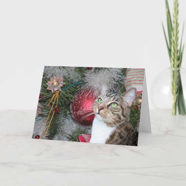 Cartão De Festividades Brown tabby with white Christmas (Frente)