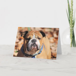 Cartão De Festividades Budy Bulddog