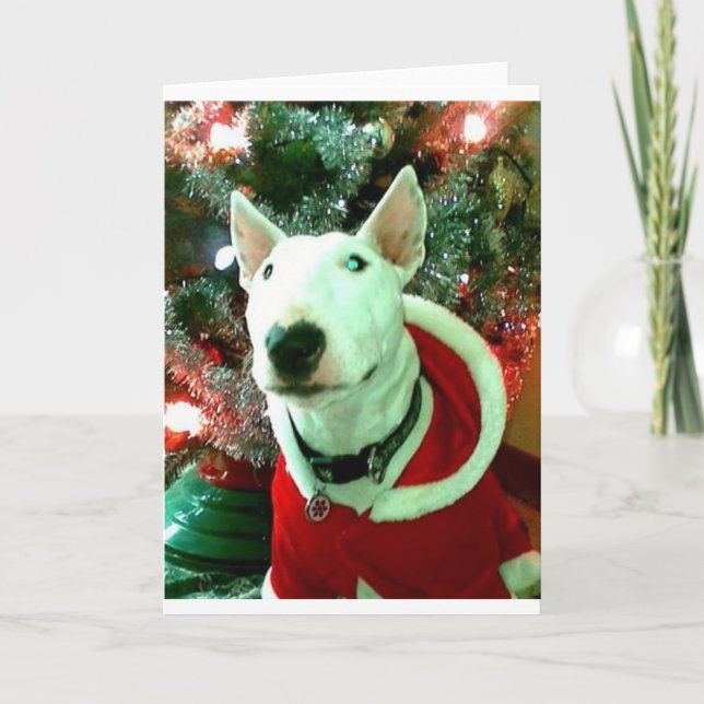 Cartão De Festividades bull terrier christmas (Frente)
