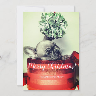 Cartão De Festividades Bulldog Francês Puppy Em Caixa De Presente Com Mis