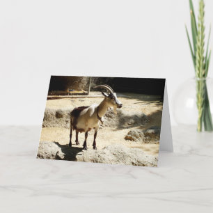 Cartão De Festividades Cabra