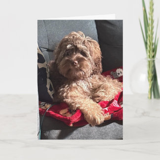 CARTÃO DE FESTIVIDADES CACHORRINHO SÉRIO DIZ "ANIVERSÁRIO FELIZ"