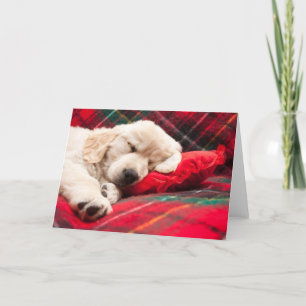 Cartão De Festividades Cachorro Adormecido Sobre Xadrez