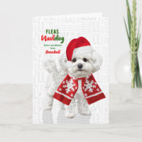 Cachorro Bichon Frise Engraçado Fleas Navidog com