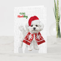 Cachorro Bichon Frise Piadas de Pulgas Navidog Nat