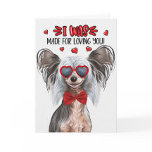 Cachorro Chinês Crestado Sem Cabelo Amo-Te Namorad