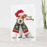 Cachorro Jack Russell Piadas Pulgas Navidog Natal