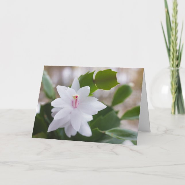 Cartão De Festividades Cacto de Natal branco Schlumbergera CC0476 Flor (Frente)