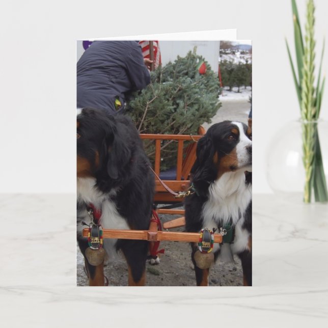 Cartão De Festividades Cães de montanha de Bernese (Frente)