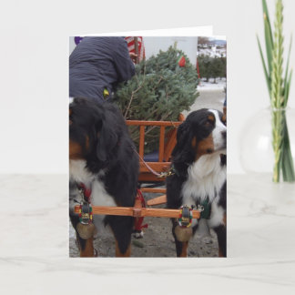 Cartão De Festividades Cães de montanha de Bernese