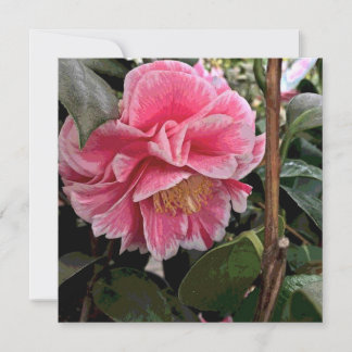 Cartão De Festividades Camellia