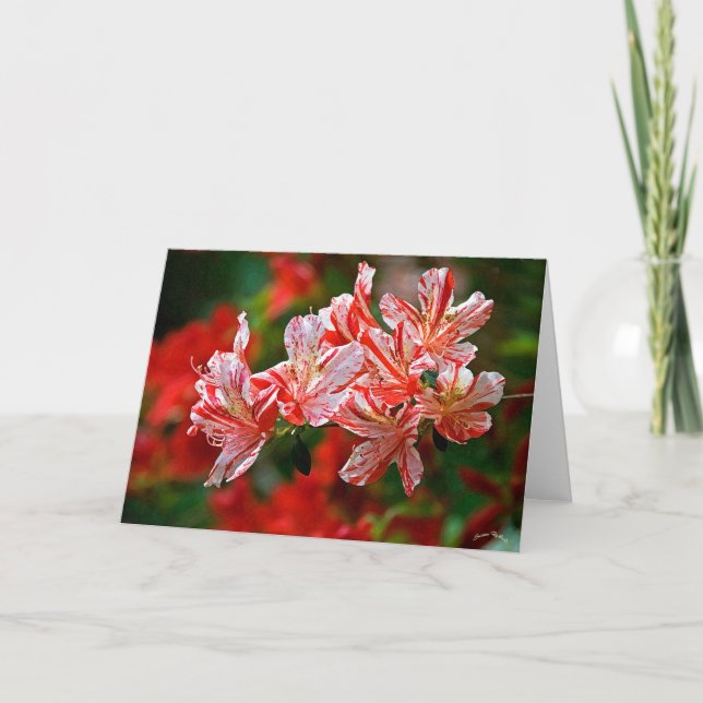 Cartão De Festividades Candy Canes (Frente)