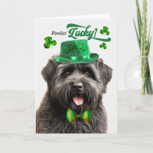 Cartão De Festividades Cão Bouvier des Flandres Dia de São Patrício Sortu