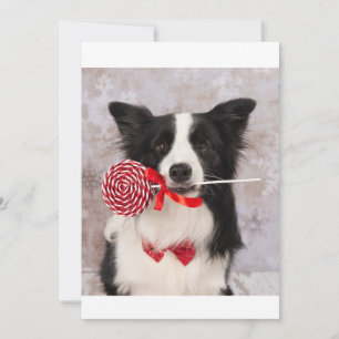 Cartão De Festividades Cão Collie