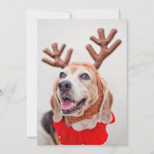 Cartão De Festividades Cão de Beagle natalício com orelhas festivas de