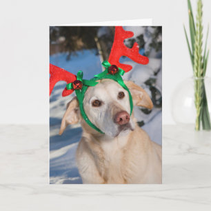 Cartão De Festividades Cão Vestindo Reindeer Antlers