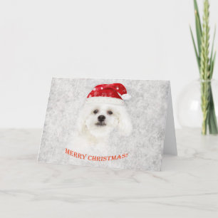 Cartão De Festividades Cãozinho maltês de Natal