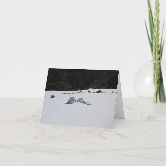 Cartão De Festividades Card -adirondack chairs in snow drift (Frente)