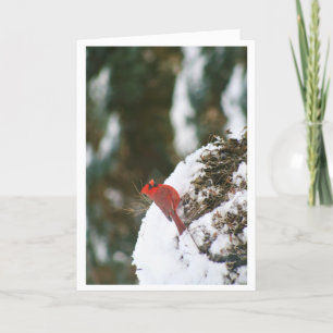 Cartão De Festividades Cardeal Na Neve
