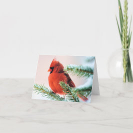 Cartão De Festividades Cardeal no abeto espanado neve