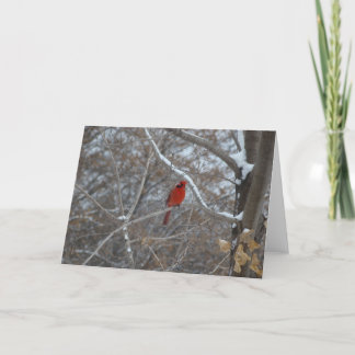 Cartão De Festividades CARDINAL IN SNOW - Customized