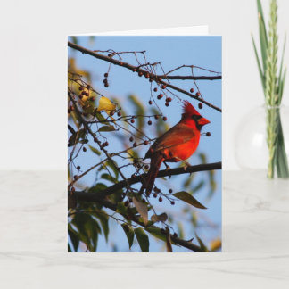Cartão De Festividades Cardinal Photo Christmas Card - Season's Greetings
