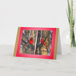 Cartão De Festividades Cardinals in a "Crisp" Winter Morning