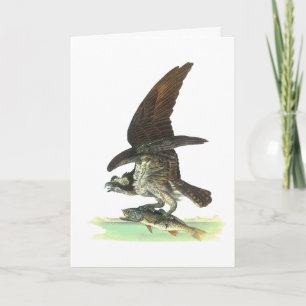 Cartão De Festividades Cartão: Osprey - John Audubon