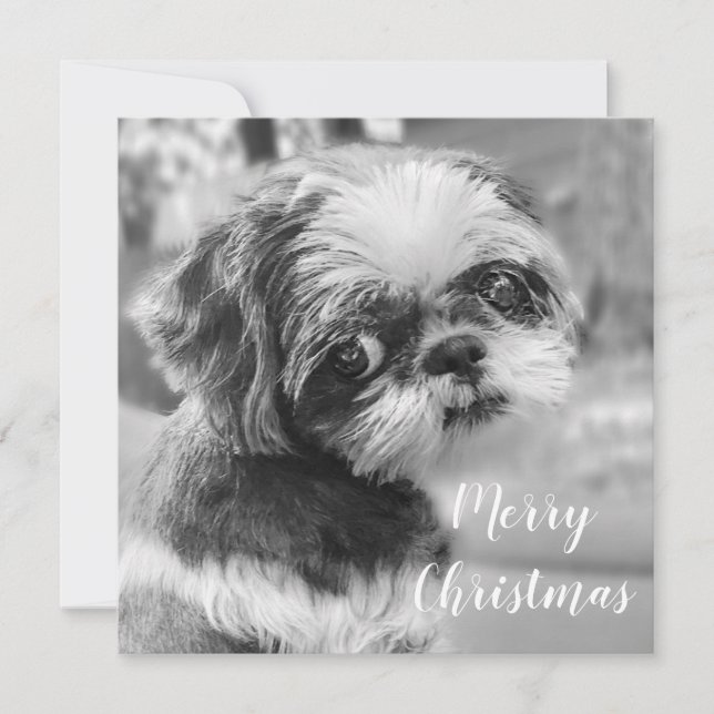 Cartão De Festividades Cartão-postal de Natal Merry Shih Tzu (Frente)